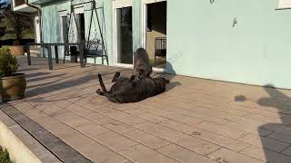 Download lagu Mastino Napoletano Guard of the District GoD Mastinos mp3