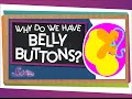 Why Do We Have Belly Buttons
