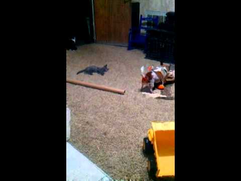 Specks wrestling her stuffed rabbit