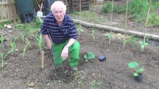 Green Shorts - How to Grow Pumpkins and Sweetcorn
