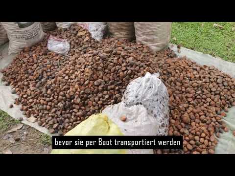 Andiroba-Öl: Das Amazonas-Geheimnis für Haut & Haar