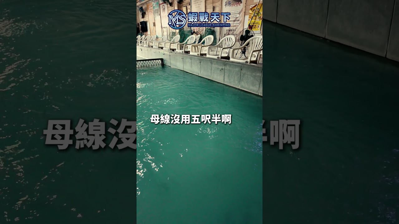 今天這間蝦場Ep.12【MLS蝦戰天下】#17shrimp #台湾のエビ釣り #shrimpfishing #새우낚시