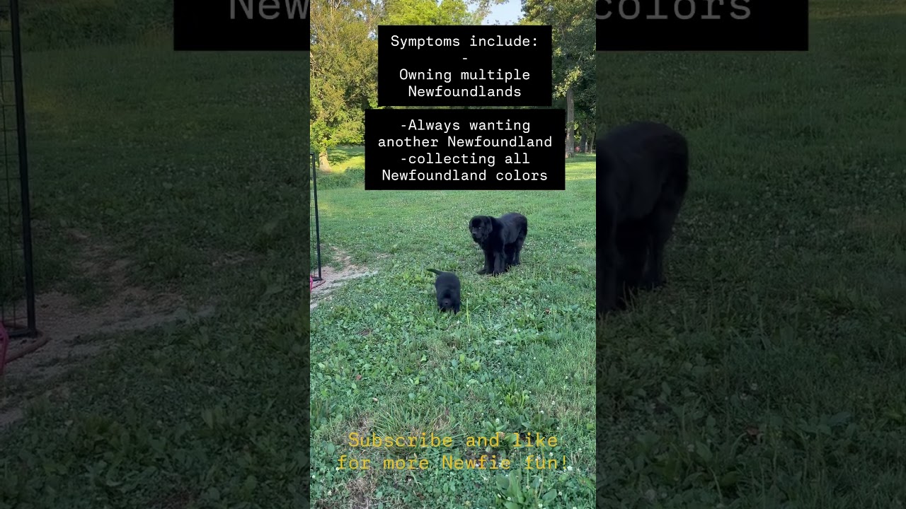Collect newfoundland dogs! #newf #Newfoundland #newfie