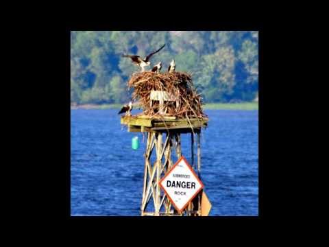Andalusian Osprey Chick First Flight