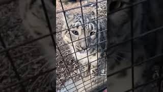 Download lagu Hand feeding Snow Leopards at the Zoo mp3