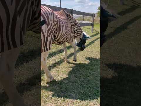 Der Kratzer ist süß