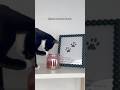 Does Your Cat Eat Like This Tuxedocat Funnycats