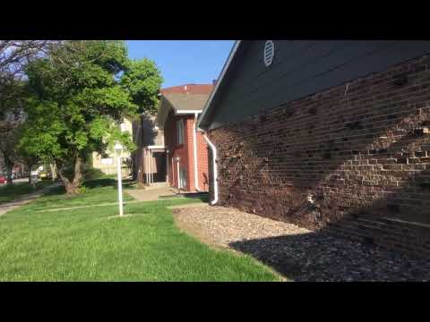 Adult Female American Robin