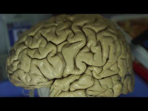 GROSS ANATOMY: GYRI AND SULCI OF THE BRAIN