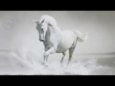 DNZ120 // MONTEREY - REASON WHY (Official Video DNZ RECORDS)