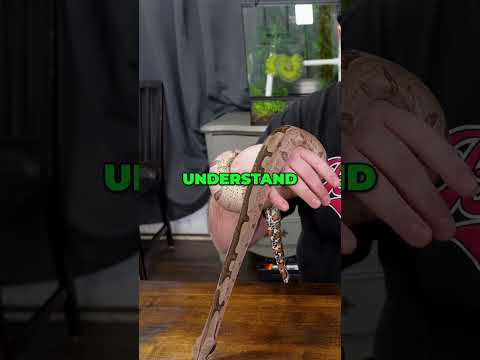 Boa Constrictor vs Ball Python: Which Snake is Right for YOU?