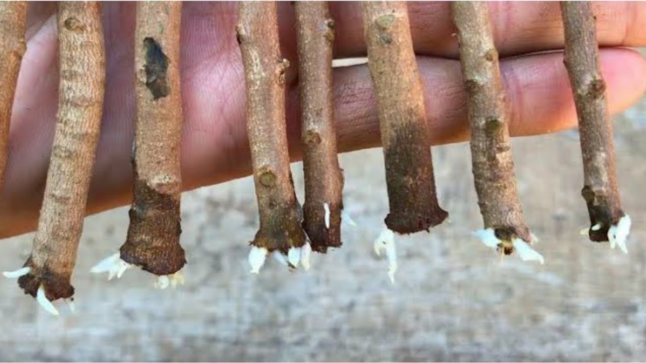 TÉCNICA ENRAIZA QUALQUER GALHO (Sem Gastar 1 Real)