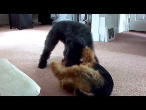 image-What does a Kerry Blue Terrier dog look like?