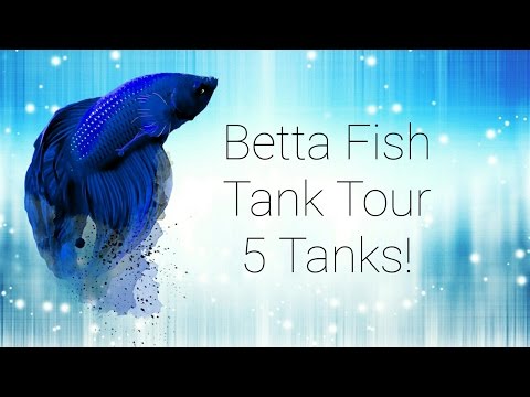 Betta fish tank tours 5 tanks! Paris Jean