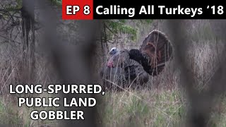 Giant Spurs!!! - More Public Land Gobblers - Calling All Turkeys