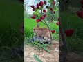 Imli Ka Boota Beri Ka Ped Imli Khatti Methe Ber Is Jangale Me Ham Do Apna Film Production