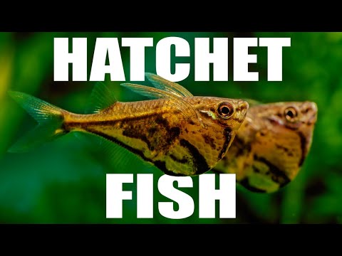 The Ultimate Top Dwelling Fish for Your Aquarium