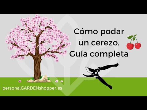 Cómo podar un cerezo: guía paso a paso para cosechas abundantes