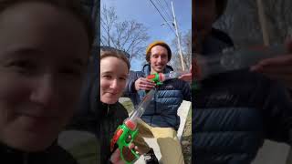 Earliest emerging bee- the cellophane bee! (Colletes)