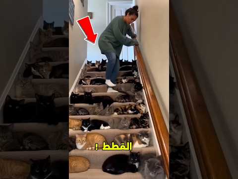 تحدي اختيار القطة الصغيرة؟ 😱#shorts