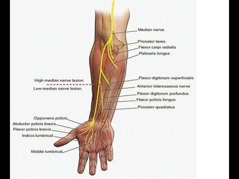 Two Minutes of Anatomy: Median Nerve