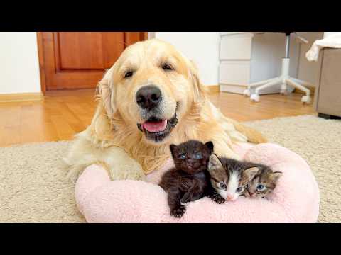 YouTube 썸네일