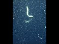 I Ran Into A POISONOUS SEA SNAKE Underwater