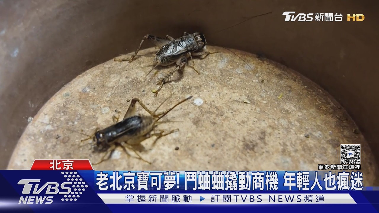 影音/老北京寶可夢!「蟲司令」曝鬥蛐蛐秘訣 娶5老婆飆戰力