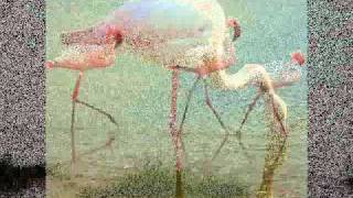 Where Flamingos Fly - Jimmy Knepper Tribute