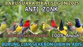 Download lagu SUARA PIKAT SOGON ANTI ZONK | KOMBINASI BURCIL RIBUT 2025 mp3 Download lagu SUARA PIKAT SOGON ANTI ZONK | KOMBINASI BURCIL RIBUT 2025 mp3