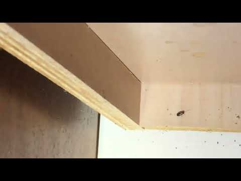 German Cockroaches Take Over Home in Bayville, NJ