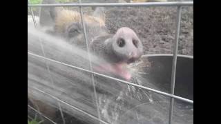 Claudine has a drink.