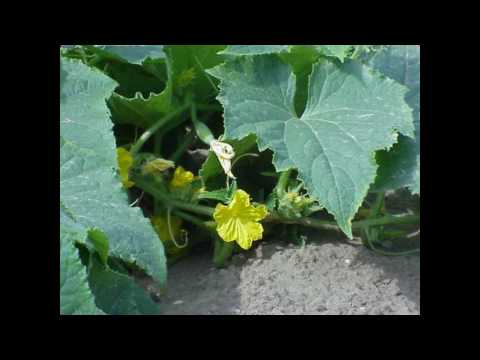 Jojo i Navigatori - Kukumar