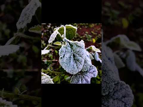 Invierno en Misiones 🥶❄ #invierno #heladas #frio #misiones #argentina