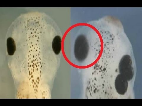 12 Weirdest Genetic Scientific Experiments