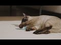 Petlibro Katzen-Spielzeug Pixie Mouse