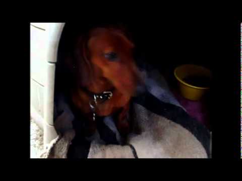 Tabii Aureliana Rupelstinskin Flowers Irenea