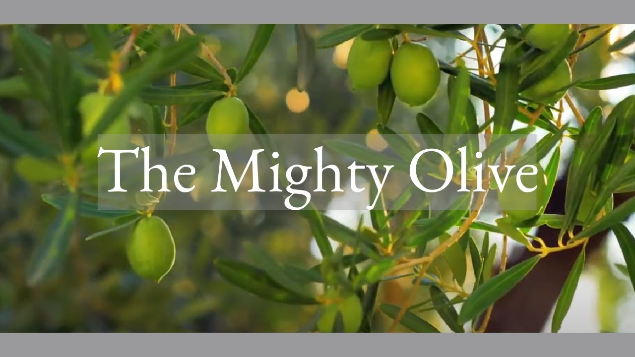 Where do olive trees grow in Greece? Tipseri