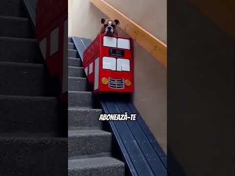 Ce scari pui acasa pentru caine