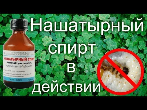 🐛Нашатырный спирт против хруща в действии👍👍👍