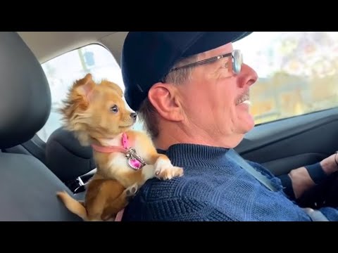 Quand on sait qu'avoir un chien, c'est génial