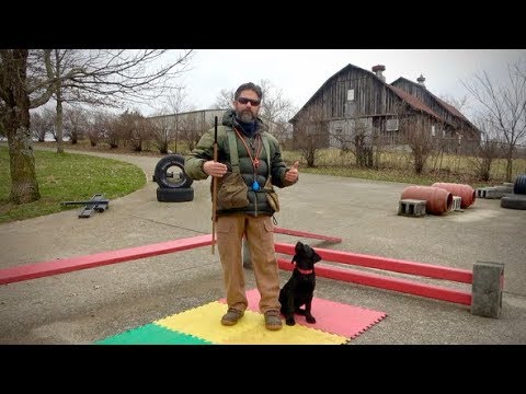 Labrador Retriever Puppy Training - 12 Weeks