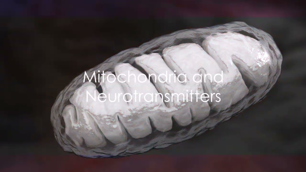 Video thumbnail for Mitochondria and Mental Health