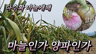 [마늘재배] ???? 마늘인가 양파인가/6지 마늘 10cm/건조 평당 10kg /경남 창녕 류천우 마늘/Ha…