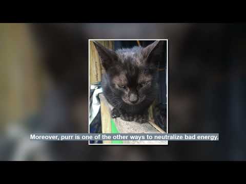 How Cats Absorb Negative Energy?