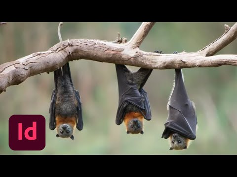 Designing a Bat-Friendly Booklet with Kieron Lewis - 3 of 3 | Adobe Creative Cloud