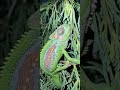 chris chameleon (not the singer but a distant cousin)