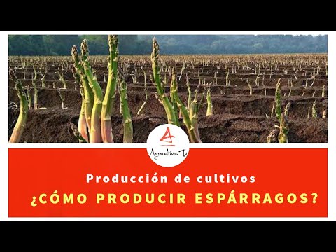 , title : '#2.EL ESPARRAGO: MANEJO AGRONÓMICO DEL ESPARRAGO'