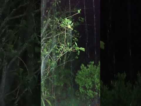 chuvas de hoje 🌧️🌧️🌧️🌧️ Orizona Goiás