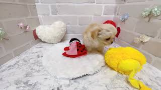 ハーフ犬の動画01